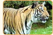 Kolkata Tour Packages