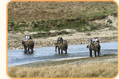 Wild Life Special
